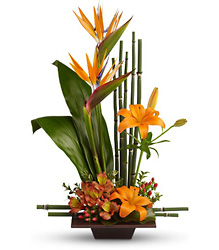 Exotic Grace Cottage Florist Lakeland Fl 33813 Premium Flowers lakeland